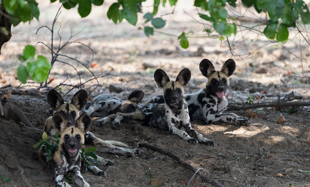 North Luangwa National Park, Northern Province, Zambia